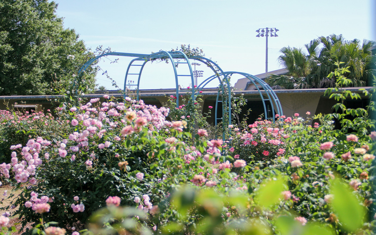 Ruth's Rose Garden