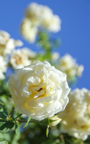 white rose