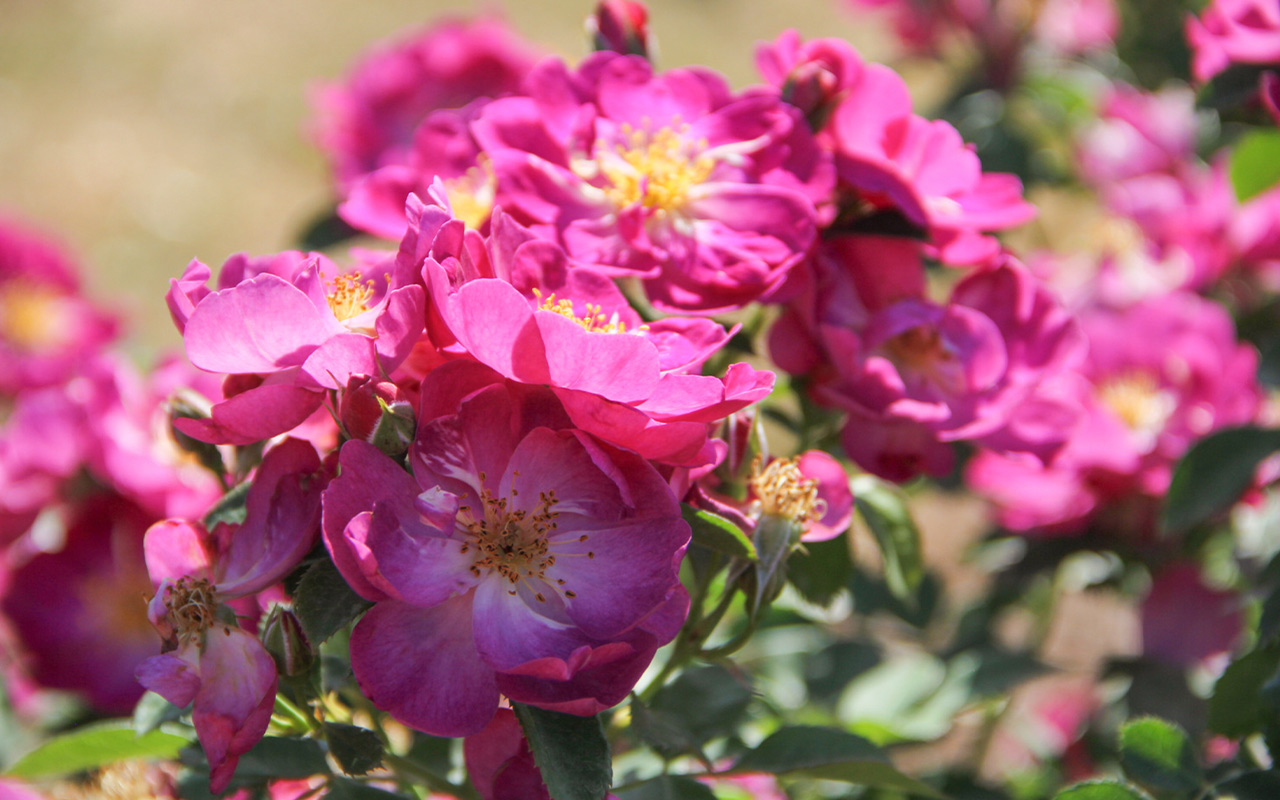 pink roses