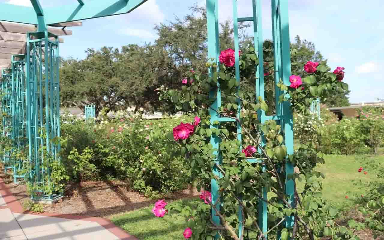 Ruth's Rose Garden