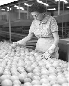 A woman grading oranges