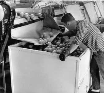 A citrus worker manning a machine.