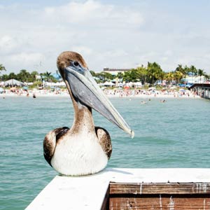 pelican on florida pier