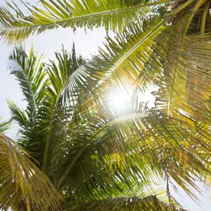 florida palms
