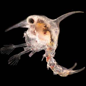 crab larvae