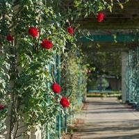 Ruth's Rose Garden