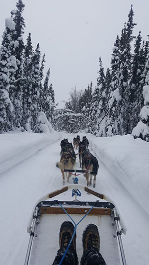 A view from dog sledding.
