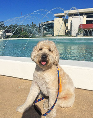 Riley, our Canine Counselor, in front of the  Water Dome