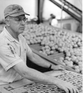 A citrus worker manning a machine