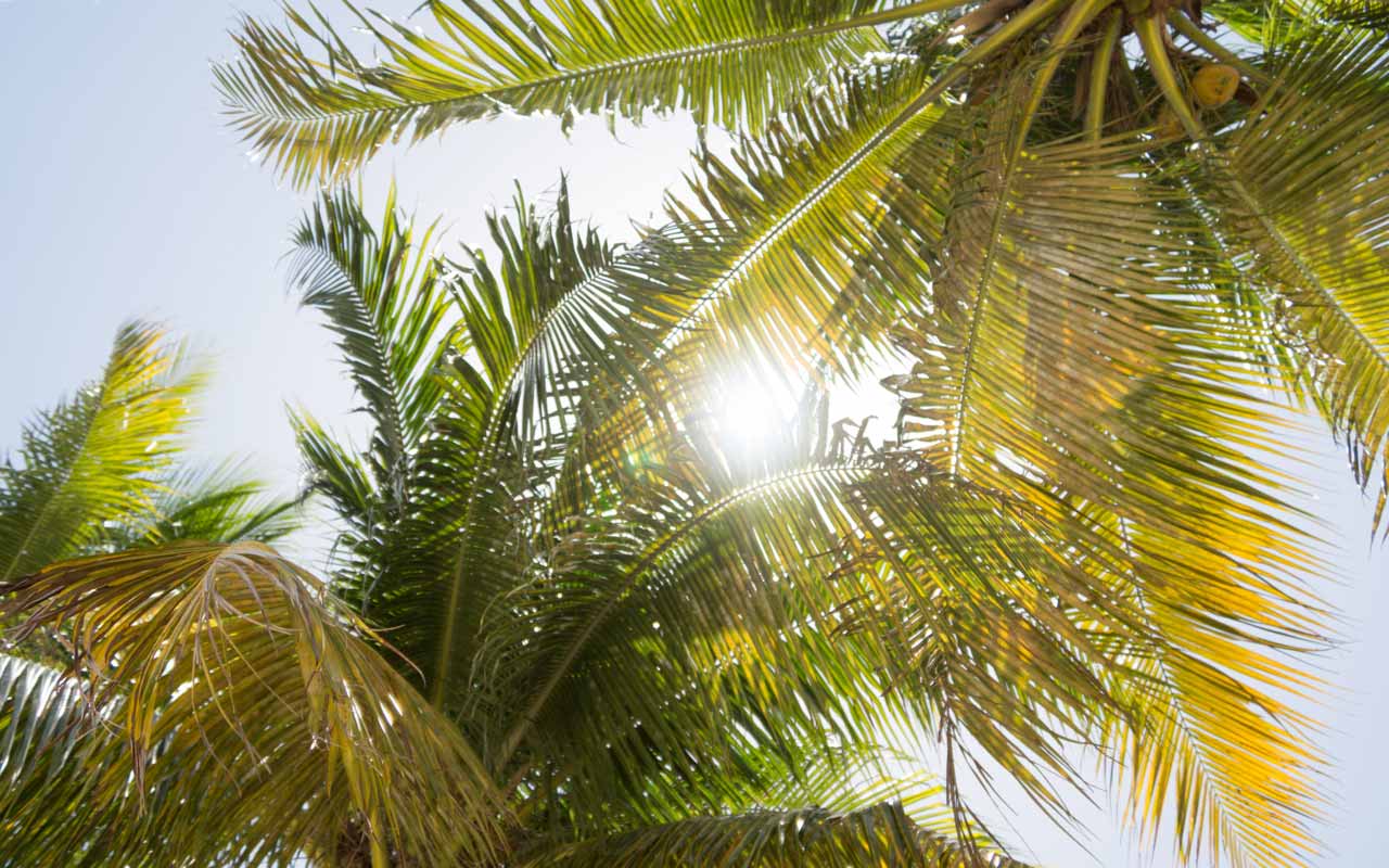 florida palms