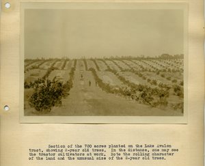 Section of the 700 acres planted on the Lake Avalon tract, showing 2-year old trees. In the distance, one may see the tractor cultivators at work. Note the rolling character of the land and the unusual size of the 2-year old trees.