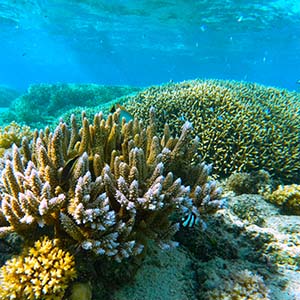 Protect Our Reefs Grant