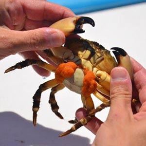 Florida Stone Crab