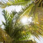 florida palms