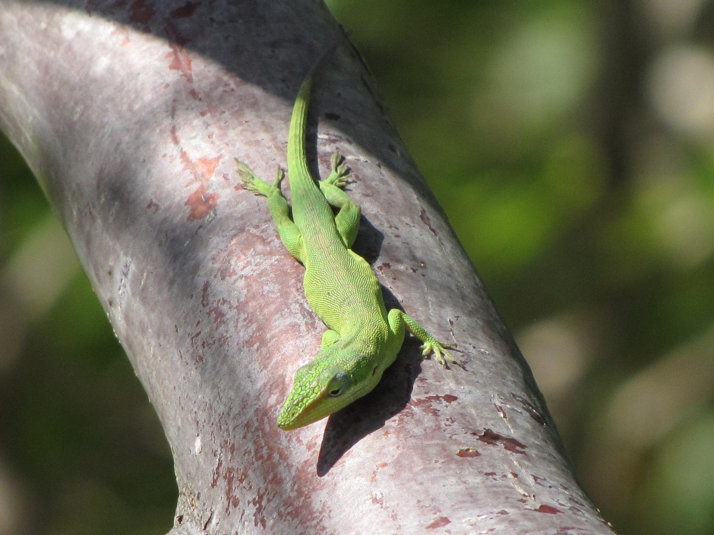 A green anole lizard, the subject of Brittain’s research