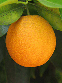 Homosassa Oranges