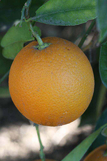 A Pineapple orange