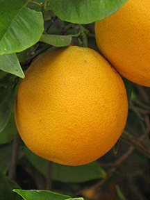 A Lue Gim Gong orange