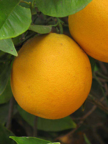 Lue Gim Gong Oranges